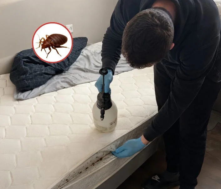 Technicien traitant un matelas contre les punaises de lit à Villeparisis
